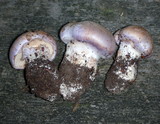 Cortinarius largus image