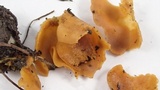Otidea leporina image