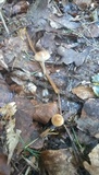 Psilocybe bohemica image