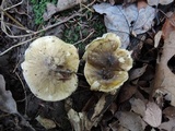 Tricholoma subsejunctum image