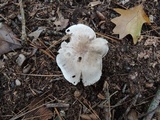 Tricholoma marquettense image