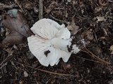 Tricholoma marquettense image