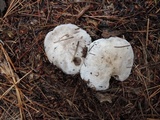 Tricholoma marquettense image