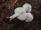 Tricholoma marquettense image