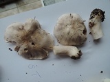 Tricholoma marquettense image