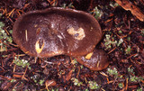 Suillus punctatipes image