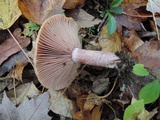 Lactarius subpurpureus image