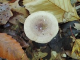 Lactarius cinereus image