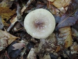 Lactarius cinereus image