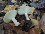 Lactarius cinereus image