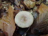 Lactarius cinereus image