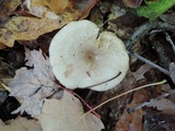 Lactarius cinereus image