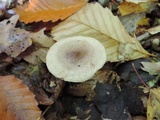 Lactarius cinereus image