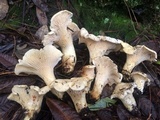 Cantharellus subalbidus image