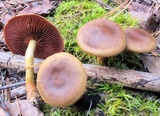 Cortinarius semisanguineus image