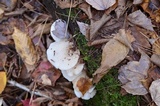 Pleurocybella porrigens image