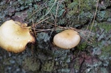 Tricholomopsis sulphureoides image