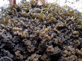 Collema auriforme image