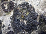 Blennothallia crispa image
