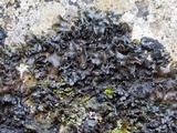 Blennothallia crispa image