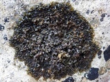 Blennothallia crispa image
