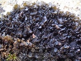 Leptogium schraderi image