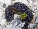 Leptogium schraderi image
