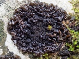 Leptogium schraderi image