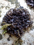 Leptogium schraderi image