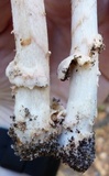 Amanita sect. Vaginatae image