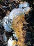 Fomitopsis mounceae image