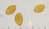 Cortinarius variicolor image