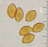 Cortinarius variicolor image