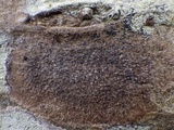 Pyrenula chlorospila image