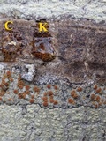 Pyrenula chlorospila image