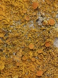 Xanthoria aureola image