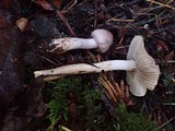 Inocybe lilacina image