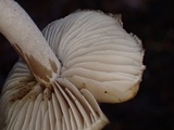 Inocybe lilacina image
