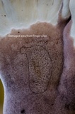 Cymatoderma elegans image