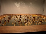 Psilocybe semilanceata image