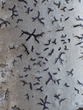 Phaeographis dendritica image