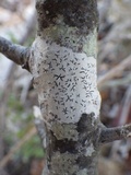 Phaeographis dendritica image
