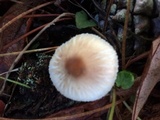 Lepiota rubrotinctoides image