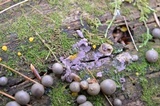Lycogala epidendrum image