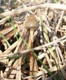Psilocybe semilanceata image