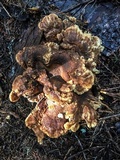 Bondarzewia occidentalis image