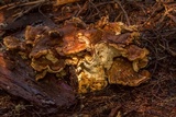 Bondarzewia occidentalis image