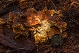 Bondarzewia occidentalis image