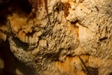 Bondarzewia occidentalis image