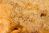Bondarzewia occidentalis image